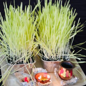 Jamara - Barley Grass grown traditionally for the festival of Dashain