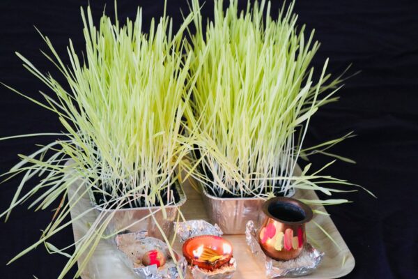 Jamara - Barley Grass grown traditionally for the festival of Dashain
