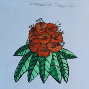 Nepalese national flower - Rhododendron