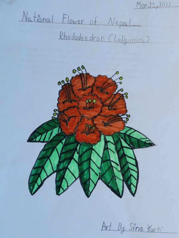 Nepalese national flower - Rhododendron